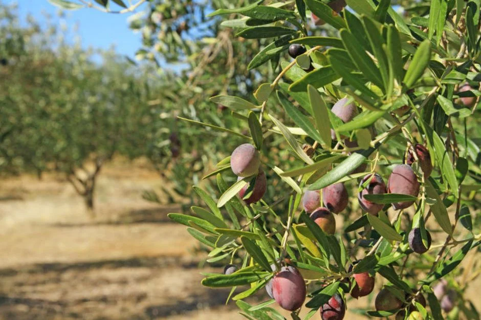 zeytin desteği